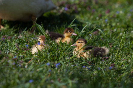Ducklings of Muscovy Duck in spring garden, looking at youの写真素材