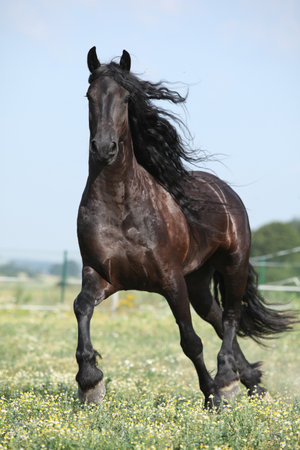 Amazing friesian mare running on pasture in summerの写真素材