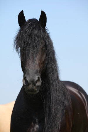 Nice friesian mare with long mane on pasture in summerの写真素材