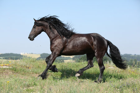 Amazing friesian mare running on pasture in summerの写真素材