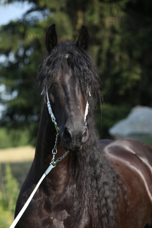 Amazing Friesian mare with long mane, with white bridleの写真素材