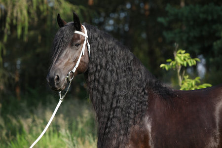 Amazing Friesian mare with long mane, with white bridleの写真素材