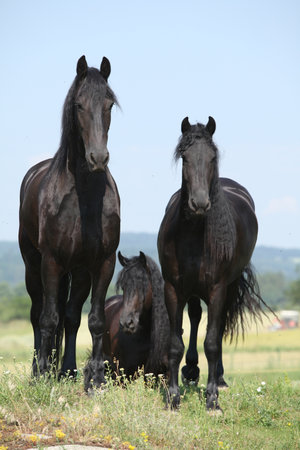 Three Friesian mares standing on pasture together in summerの写真素材