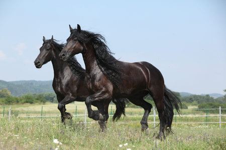 Two amating Friesian mares running on pasture together, in summer
