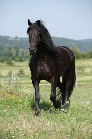 Amazing friesian mare running on pasture in summerの写真素材
