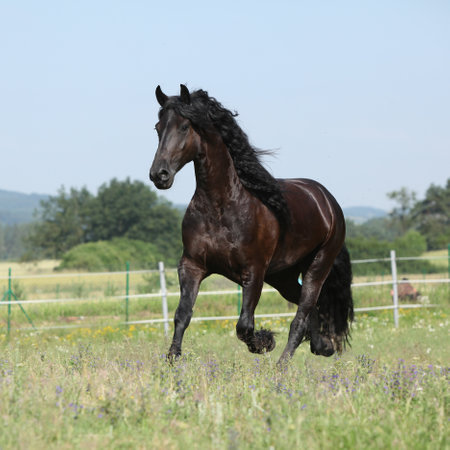Amazing friesian mare running on pasture in summerの写真素材