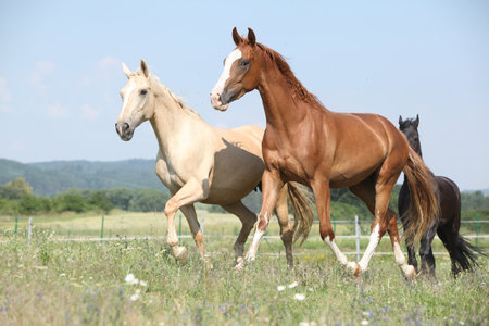 Two Kinsky horses running on pasture in summerの写真素材