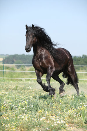 Amazing friesian mare running on pasture in summerの写真素材