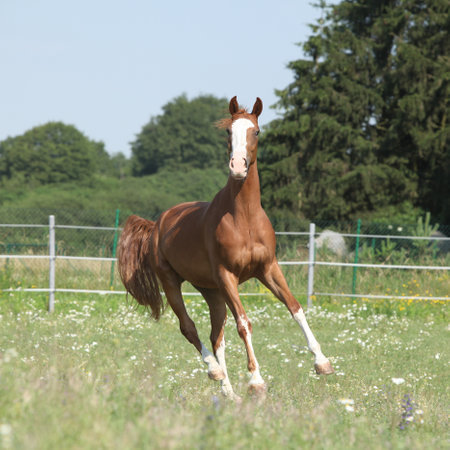 Beautiful Kinsky horse running on pasture in summerの写真素材