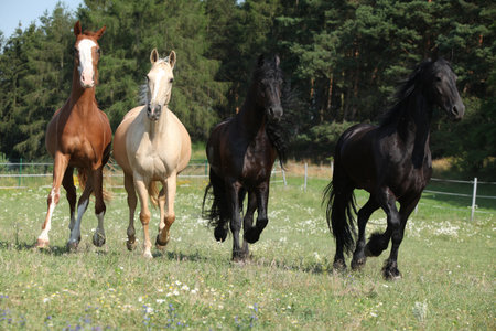 Kinsky and Friesian horse running together on pastureの写真素材
