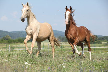 Two Kinsky horses running on pasture in summerの写真素材