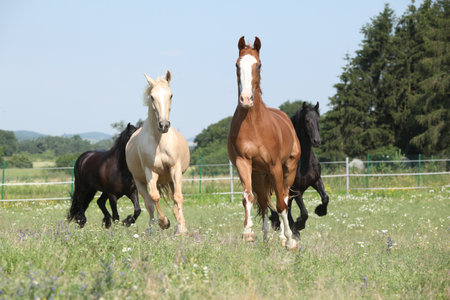 Kinsky and Friesian horse running together on pastureの写真素材