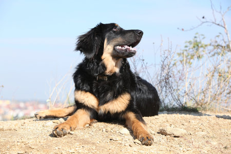 Nice young hovawart lying on the hill near the cityの写真素材