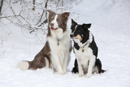 Two border collies sitting together in the snow