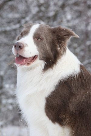 Portrait of border collie with snow in winterの写真素材