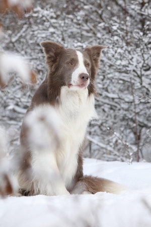 Amazing border collie sitting in the snow in winterの写真素材