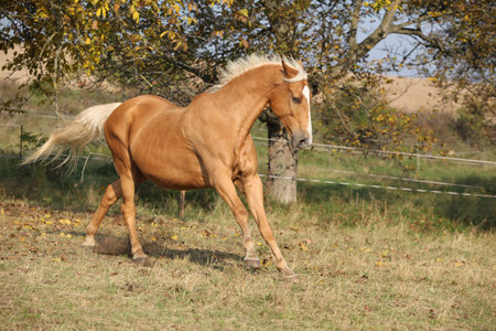 Nice palomino horse running on pasture in autumnの写真素材