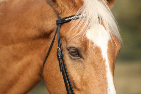 Portrait of amazing Czech warmblood in autumnの写真素材