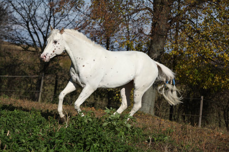 Appaloosa stallion running on pasture in autumnの写真素材