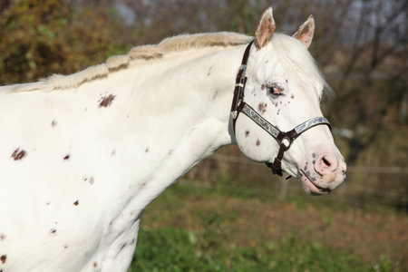 Appaloosa stallion with western halter, flehming, in autumnの写真素材