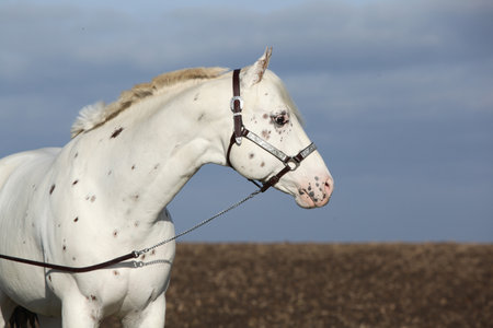Beautiful appallosa stallion with western halter in autumnの写真素材