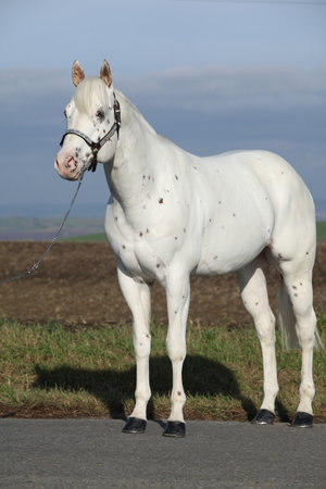 Beautiful appallosa stallion with western halter in autumnの写真素材