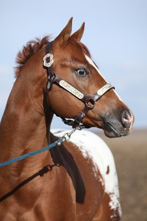 Beautiful appallosa stallion with western halter in autumnの写真素材