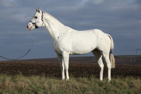 Beautiful appallosa stallion with western halter in autumnの写真素材