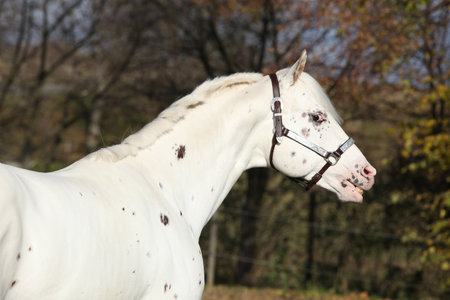 Appaloosa stallion with western halter, flehming, in autumnの写真素材