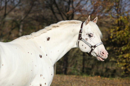 Appaloosa stallion with western halter, flehming, in autumnの写真素材
