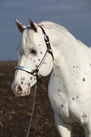 Beautiful appallosa stallion with western halter in autumnの写真素材
