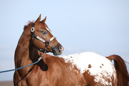 Beautiful appallosa stallion with western halter in autumnの写真素材