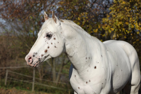 Beautiful appallosa stallion without halter, on pasture in autumnの写真素材