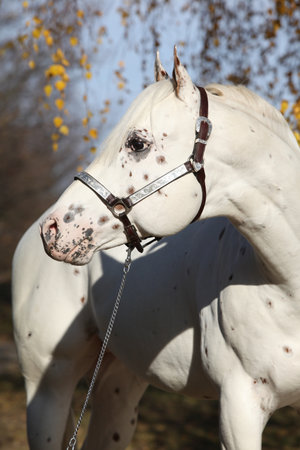 Beautiful appallosa stallion under the birch tree in autumnの写真素材