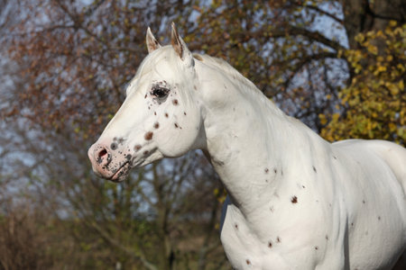 Beautiful appallosa stallion without halter, on pasture in autumnの写真素材