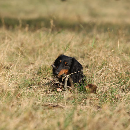 Lovely dachshund standing in the grass in autumnの写真素材