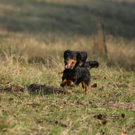 Amazing dachshund moving and playing in autumnの写真素材