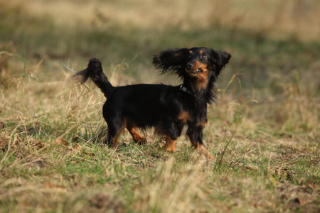 Amazing dachshund moving and playing in autumnの写真素材
