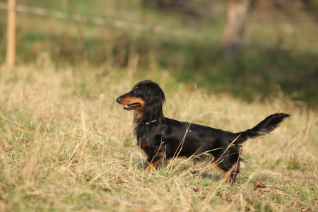 Lovely dachshund standing in the grass in autumnの写真素材
