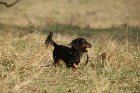Amazing dachshund moving and playing in autumnの写真素材