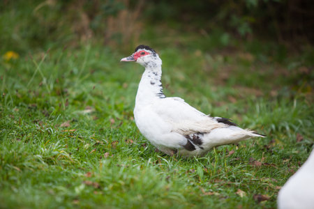 Muscovy duck at cloudy day in autumnの写真素材
