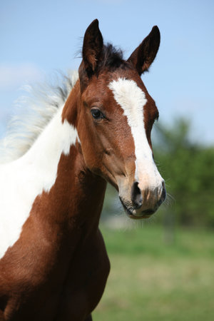 Portrait of Paint horse foal on pastureの写真素材