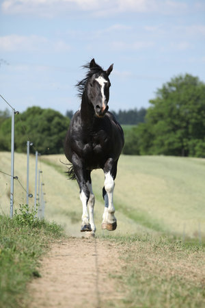 Amazing Paint horse stallion running on pasture in summerの写真素材