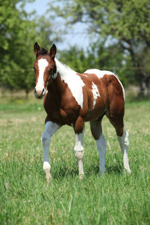 Paint horse foal moving on pasture in summerの写真素材
