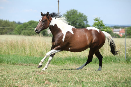 Nice paint horse mare running on pastureの写真素材