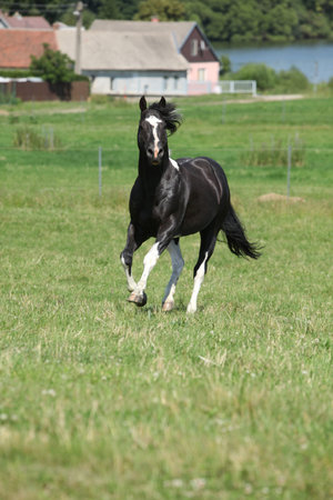 Amazing Paint horse stallion running on pasture in summerの写真素材