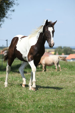 Nice young paint horse running on pastureの写真素材