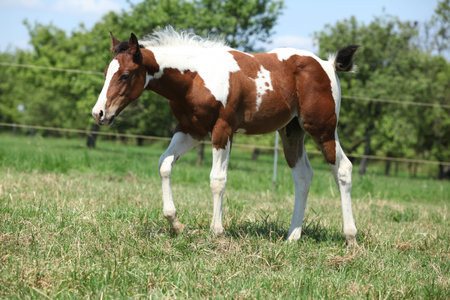 Paint horse foal moving on pasture in summerの写真素材