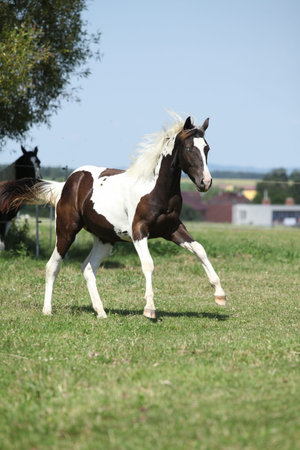 Nice young paint horse running on pastureの写真素材