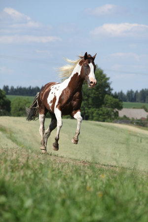 Amazing Paint horse stallion running on pasture in summerの写真素材